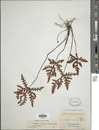 Image result for Doryopteris concolor