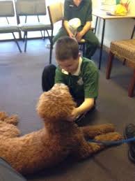 Pin On Tamaruke Australian Labradoodles