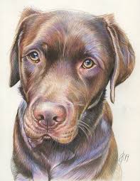 See more ideas about chocolate lab, labrador, chocolate labrador. Chocolate Labrador Drawing Easy Novocom Top
