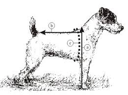 Jack Russell Terrier Jrtca Measure Jack Russell Terrier Height