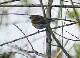 Birds Blooms Magazine Telephone Number Bird Photos Birding Sites Bird Information Yellow Rumped Warbler Oil Well Park Immokalee F Information About Birds Birds Bird Watching