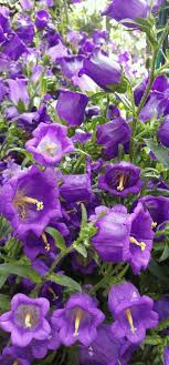 Pin On Amazing Flowers