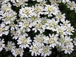 Iberis Sempervirens Little Gem Aka Candytuft Has White Flowers On Top Of Evergreen Foliage In May June Easy Hardy Rock Garden White Flowers Evergreen