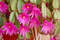 Starting from the simplistic forests, and ending at the industrial sector whilst always returning to the point from which it started. Trailing Cactus With Pink Flowers Maybe From Philippines