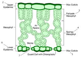 Although plant cells have a flexible membrane like animal cells, a plant cell also has a strong wall made of cellulose that gives it a rigid shape. Leaf Structure And Adaptations For Photosynthesis Grade 9 Understanding For Igcse Biology 2 21 Pmg Biology