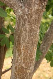 Image result for Philenoptera wankieënsis