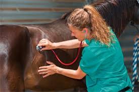 Equideos Conseils Comment Reagir Si Mon Cheval A Une Plaie Cutanee