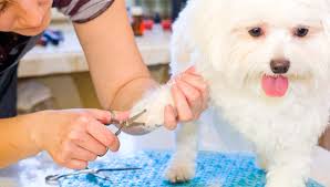 No loud and strange noises. Dog Grooming At Home Important Safety Tips And Must Know Advice