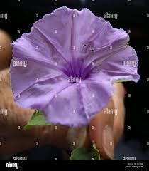 Image result for Astripomoea malvacea