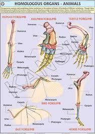 homologous organs for genetics evolution chart