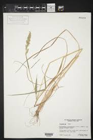Image result for Echinochloa crus-pavonis