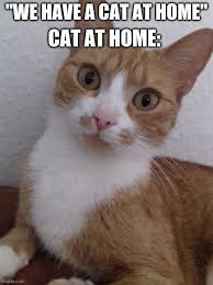 Cats will fall from the sky and you'll receive a thousand sandpaper kisses. Caturday Memes Gifs Imgflip
