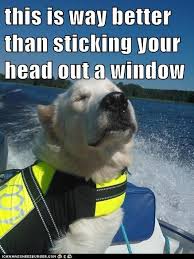 Dog On A Boat Meme - Meme Walls