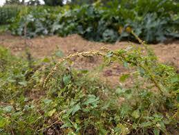 Image result for Amaranthus blitum