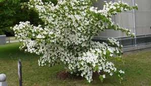 I suoi fiori sviluppano le mandorle all'interno di piccoli frutti anche se tecnicamente si può considerare un vero e proprio fiore. 10 Piccoli Alberi Da Giardino Eurogiardinaggio