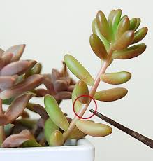 簡単 3分でわかる多肉植物の増やし方のコツ 挿し木編 多肉植物 サボテンの専門通販 Solxsol