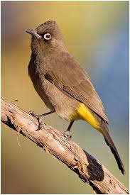 Gauteng Garden Birds Of South Africa Cape Bulbul Pycnontus Capensis A Member Of The Bulbul Family Of Passerine Birds It Is An Endemic Resident Breeder In Coastal B Bulbul Passerine Bird Birds