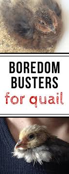 Boredom Busters For Quail Quail Raising Quail Button Quail