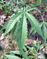 Image result for Cannabis sativa