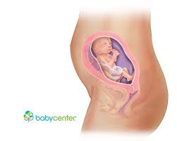 Pin On Fetal Development Week By Week