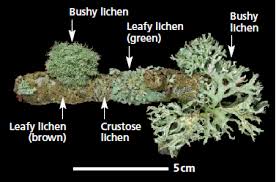 Monitoring Air Quality Using Lichens Field Guide And App