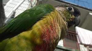 Sun Conure: Bird Species Profile