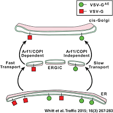 Alaturi de consoartele lor, suzy, respectiv, lilly, cei mai de vaza locatari ai blocului lupta zilnic. Kinetically Distinct Sorting Pathways Through The Golgi Exhibit Different Requirements For Arf1 Whitt 2015 Traffic Wiley Online Library