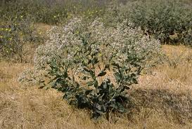 Image result for Pycreus capillifolius