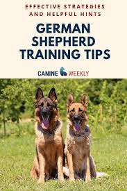 How To Train Your Dog To Sit German Shepherd Training Easiest Dogs To Train Dog Training Obedience