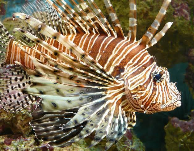 The lionfish and established invasive populations – Marine ...