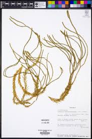 Image result for Huperzia afromontana