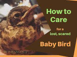 How To Care For A Lost Scared Baby Bird