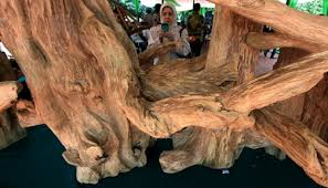 Other prominent keyword(s) are gelang, gaharu, kayu, gelang, tasbih, asli, dari, zebra, yang, butir, mm, super, rp, motif, king, wangi, butiran, anda, kalimantan, dengan, papua. Saudi To Import Gaharu Wood From Indonesia En Tempo Co Tempo Co