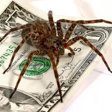 Find out truthful information about camel spiders. Giant Wisconsin Native Spider Looks A Mean Part But Is Harmless Local News Madison Com