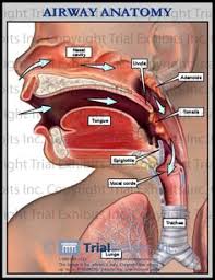 29 Best Ent Ears Nose Throat Images Ear Anatomy Throat