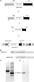 Our twitter account is live 24 hours a day. In Vitroreconstitution Of The Recombinant Photosystem Ii Light Harvesting Complex Cp24 And Its Spectroscopic Characterization Journal Of Biological Chemistry