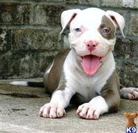 › pitbull puppies for sale nyc. Pitbull Puppies For Sale In Long Island