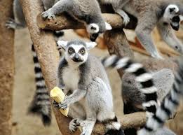 Endangered Species Izmir In Danger Of Extinction In The Country Of Turkey