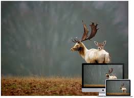 Samples available · free shipping over $100 · quality for a lifetime 30 Amazing Wildlife And Animal Wallpapers Hongkiat