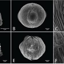 Image result for Pasaccardoa