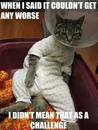 Attack Of The Funny Animals 34 Pics Funny Cats Funny Cat Photos Funny Cat Pictures