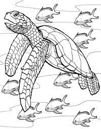 Turtle coloring pages coloring book art doodle coloring colouring pages coloring pages for kids coloring stuff turtle images printable coloring coloring is not just for kids, get some colored pencils and markers and go to town. Free Printable Turtle Coloring Pages For Kids Turtle Coloring Pages Turtle Drawing Sea Turtle Art