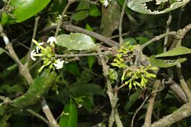 Image result for Hunteria congolana