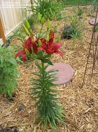 If the bulbs appear dry or shriveled, bury them in a pot of moist. Plantfiles Pictures Asiatic Lily Monte Negro Lilium By Drdoolotz