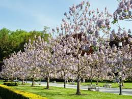 У рода лобелия завязь всегда двухгнёздная, а венчики зигоморфные. Pavloniya Posadka I Uhod Vyrashivanie Iz Semyan Foto I Opisanie