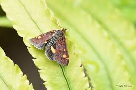 Image result for Pyrausta aurata