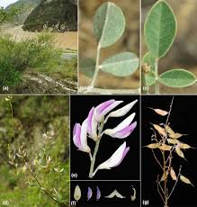Image result for Fabaceae subfamily Papilionoideae