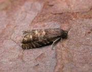 Image result for Cydia strobilella