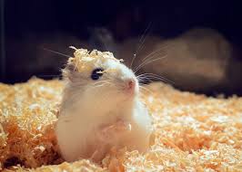 All things to do in sevierville. Destination Pet Of Woodstock Exotic Pet Boarding Woodstock Kennesaw