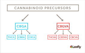 A List Of Major Cannabinoids In Cannabis And Their Effects